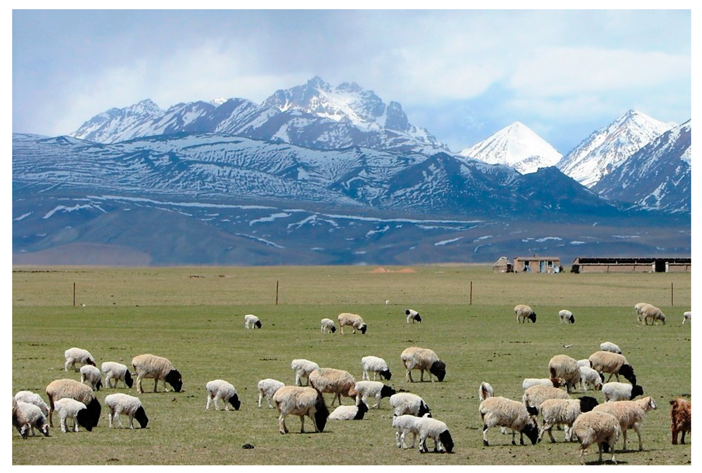 yak-and-sheep yak-and-sheep