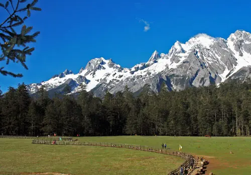 Spruce-Meadow