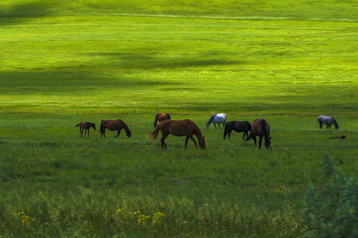 Napahai-Grassland-1