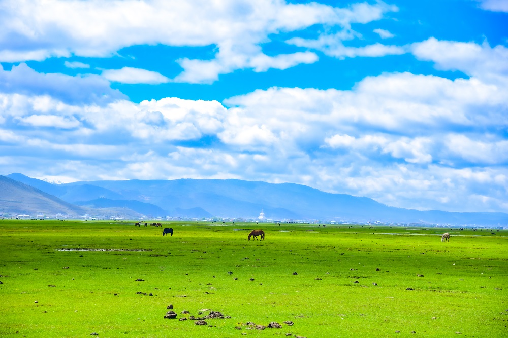 Napahai-Grassland