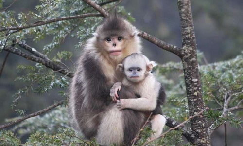 Yunnan-golden-snub-nosed-monkey