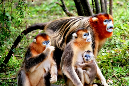 golden_snub-nosed_monkey_0