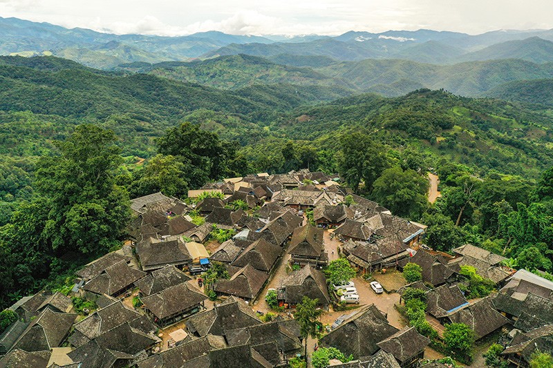 Ancient-Tea-Forest