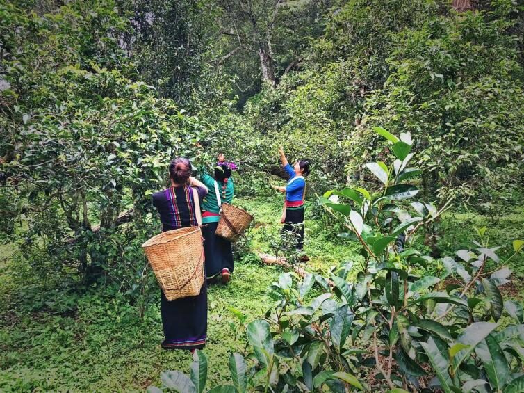 Blang-minority-tea-picking