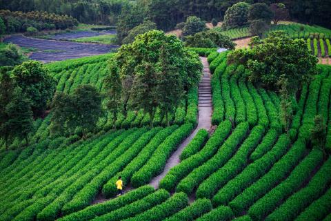 Jingmai_Mountain_Yunnan_01