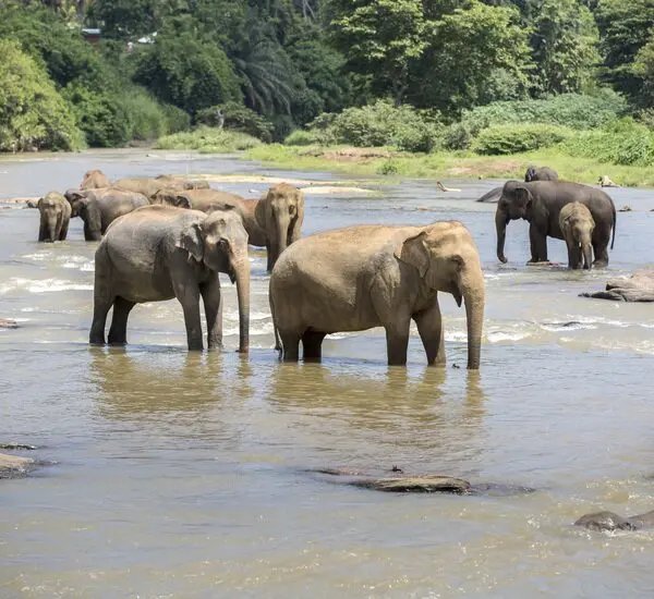 Wild-Elephant-Valley