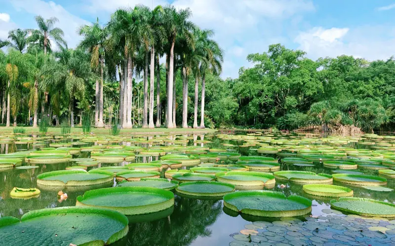 Xishuangbanna-Tropical-Botanical-Garden