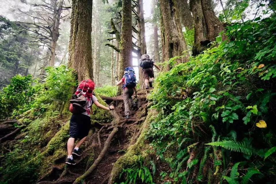 rainforest-walk