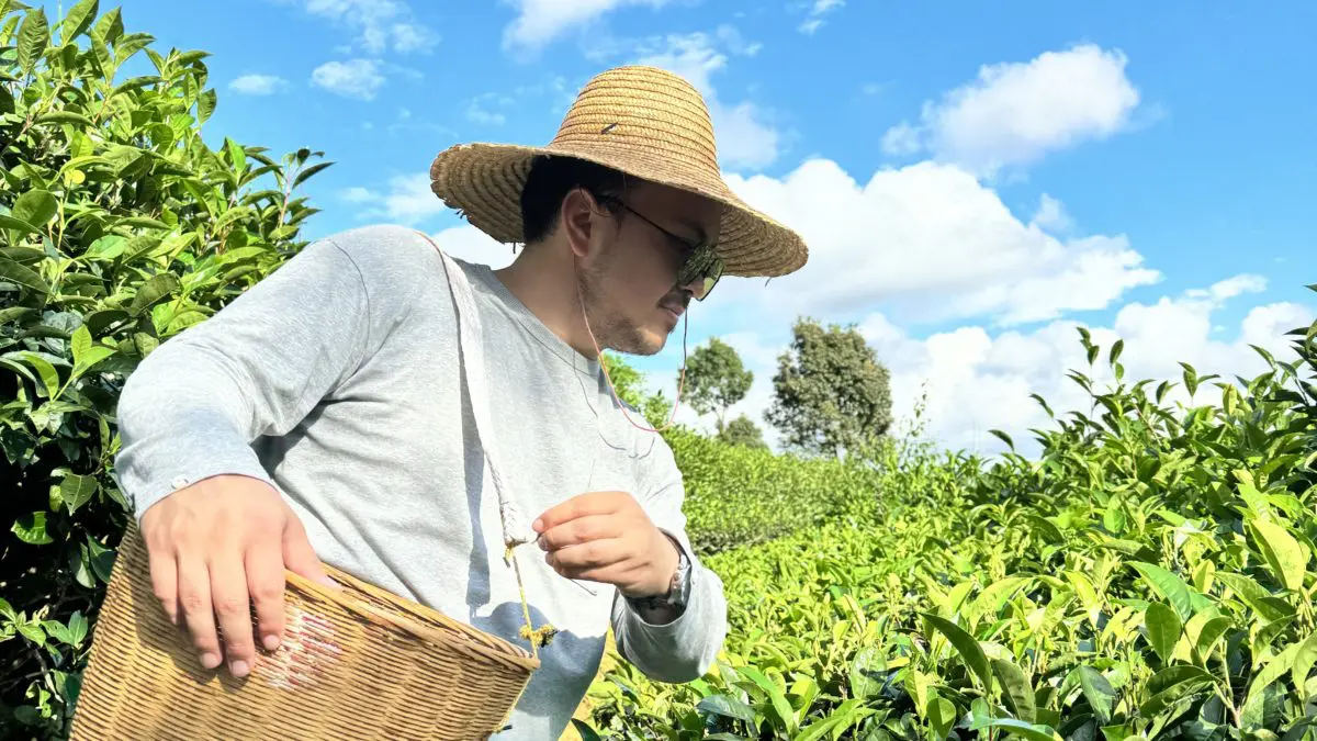 tea-picking-experience