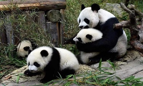 wolong-panda-base-mother-and-baby