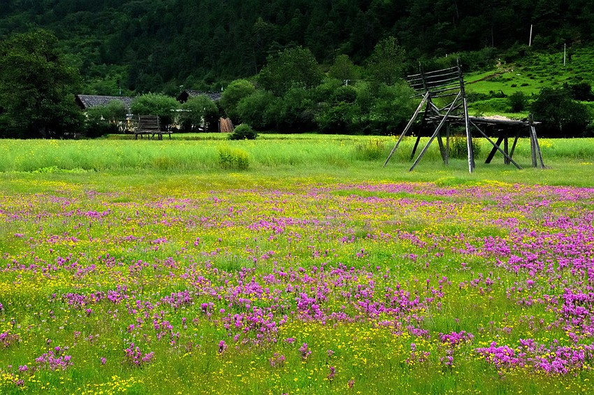 Militang-Alpine-Pasture-in-Shangri-La-Diqing-15