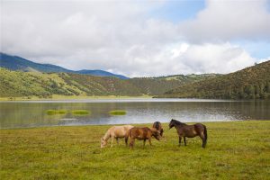 Shudu-Lake-in-Shangrila-Diqing