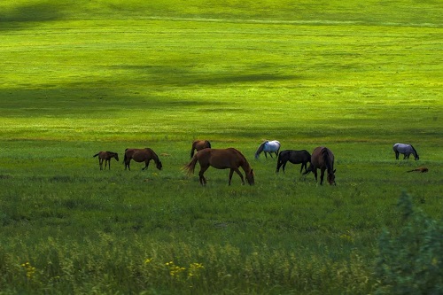 Napahai-Grassland-1