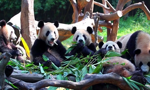 Wolong-Shenshuping-Panda-Base-Chengdu Wolong-Shenshuping-Panda-Base-Chengdu