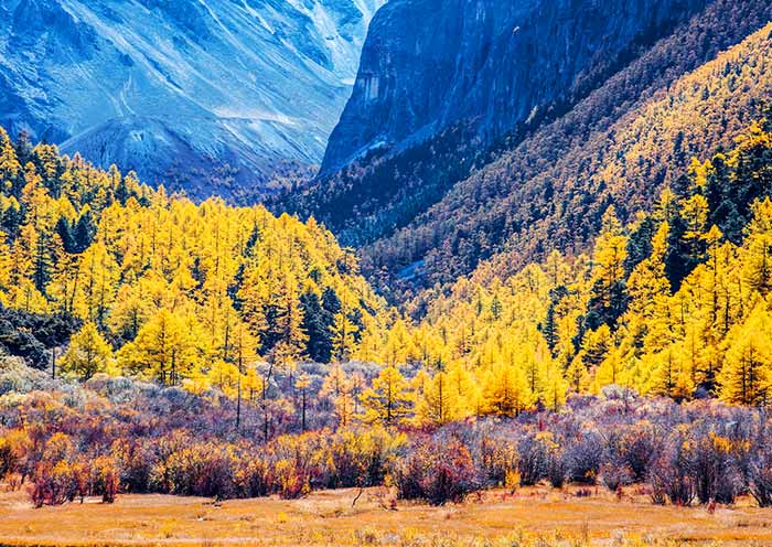 Daocheng-Yading-Autumn-1