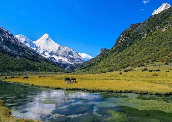 Daocheng-Yading-spring