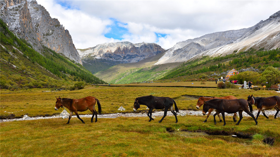 Luorong-Pasture-in-Daocheng-County-Garze