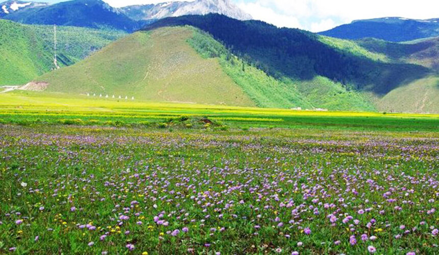 Spring-in-Daocheng-Yading