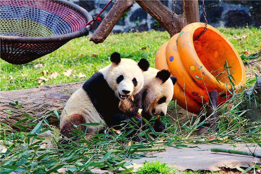 Dujiangyan-Panda-Base