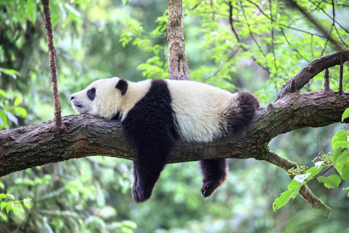 bifengxia-panda-reserve