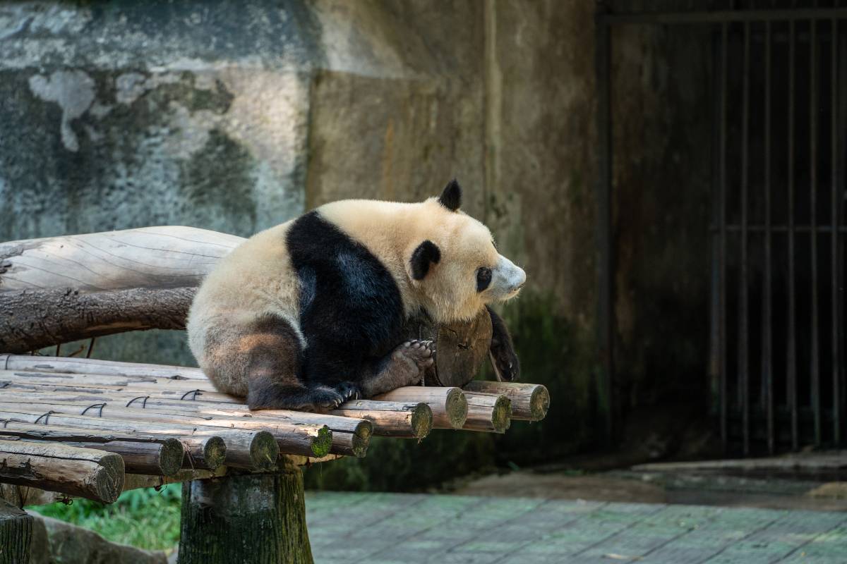 chongqing-zoo