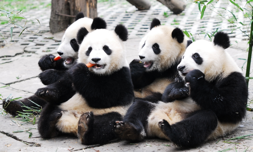 cute-panda cute-panda