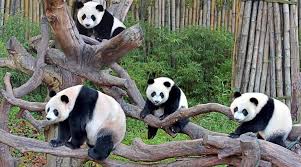 guangzhou-chimelong-safari-park