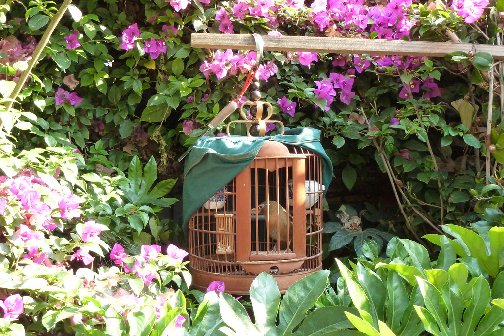 Kunming’s-Flower-Bird-Market