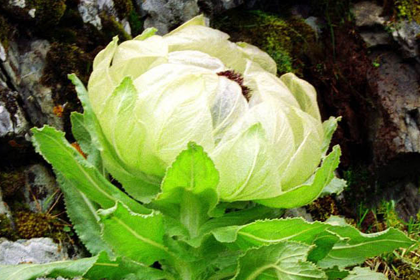 Himalayan-Snow-Lotus Himalayan-Snow-Lotus