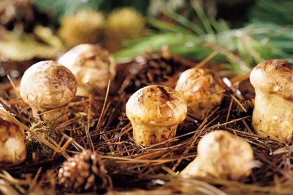 Matsutake-Mushroom Matsutake-Mushroom