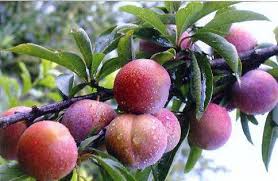 Red-Crisp-Plum Red-Crisp-Plum