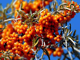 Sea-Buckthorn-01 Sea-Buckthorn-01