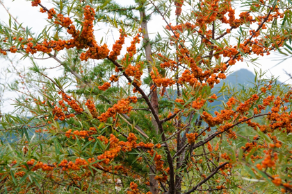 Sea-Buckthorn Sea-Buckthorn