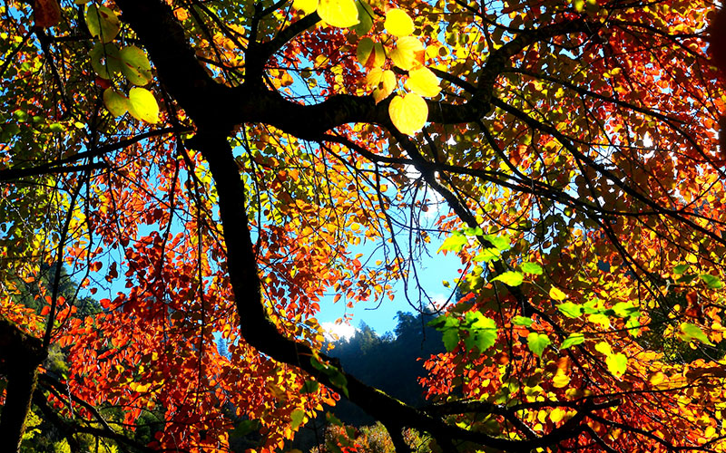 Hongye-Valley-01 Hongye-Valley-01