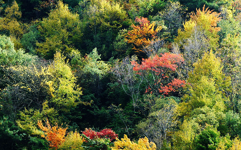 Hongye-Valley Hongye-Valley
