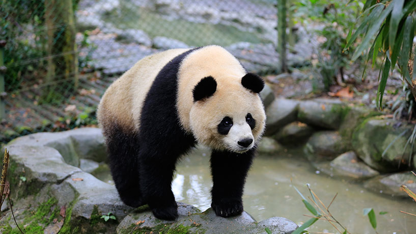 Giant-Panda-01 Giant-Panda-01