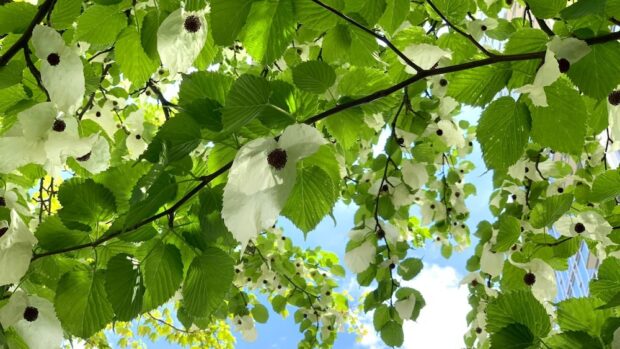 Gongtong-Tree Gongtong-Tree