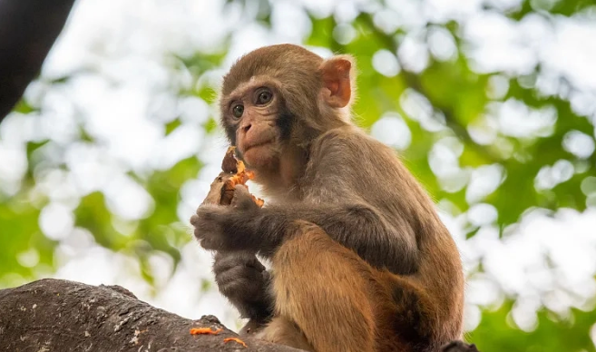 Macaque-01 Macaque-01