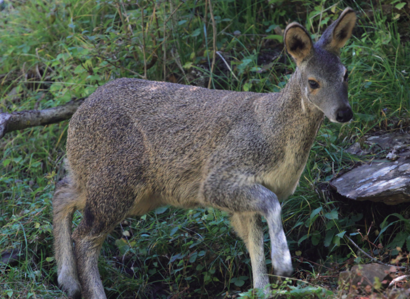 Musk-Deer-01 Musk-Deer-01