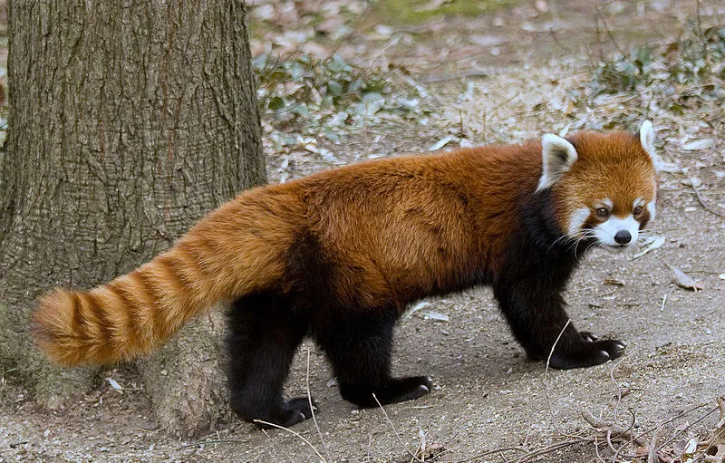 Red-Panda-01 Red-Panda-01