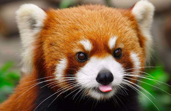 Red-Panda-02 Red-Panda-02