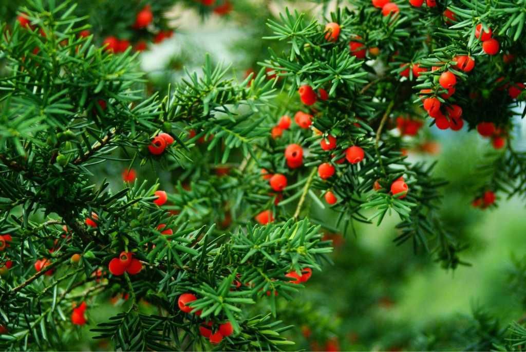 Red-Yew Red-Yew