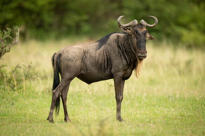 Wildebeest-01 Wildebeest-01