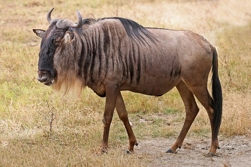 Wildebeest Wildebeest