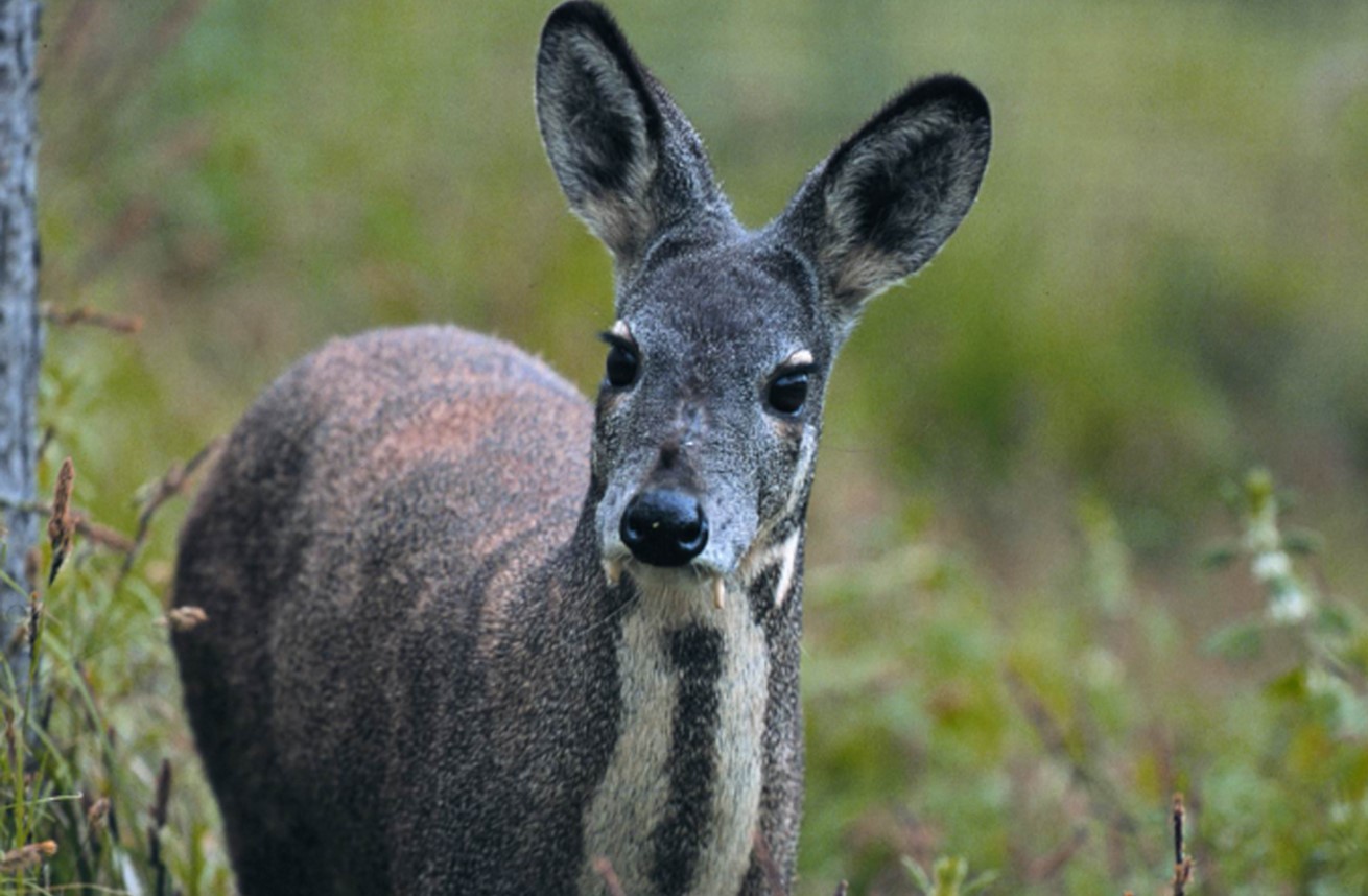 Musk-Deer Musk-Deer