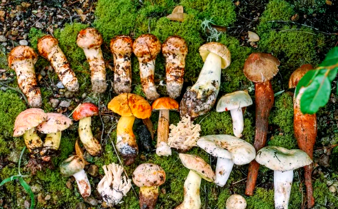 Wild-Mushroom-01 Wild-Mushroom-01