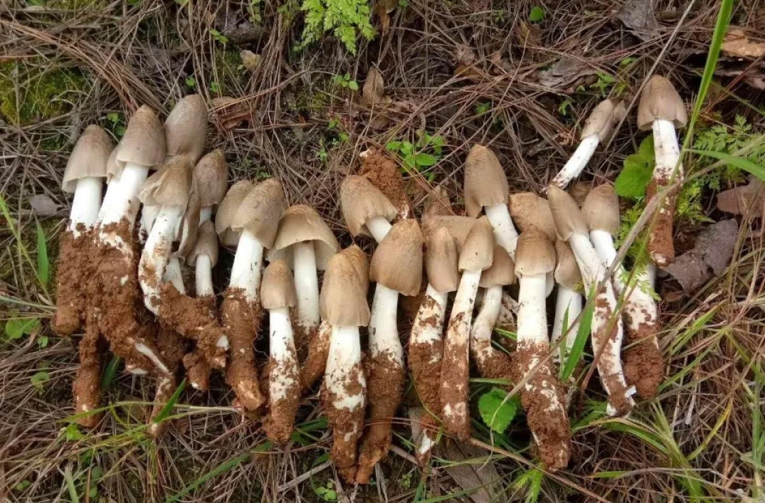 Wild-Mushroom Wild-Mushroom