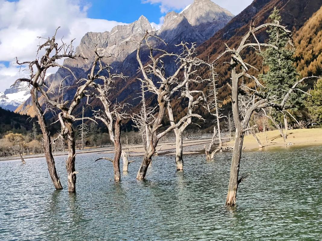 Dead-Tree-Beach-01 Dead-Tree-Beach-01