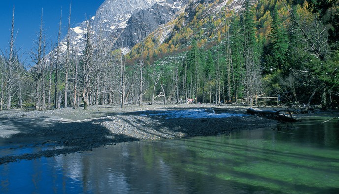 Dead-Tree-Beach Dead-Tree-Beach