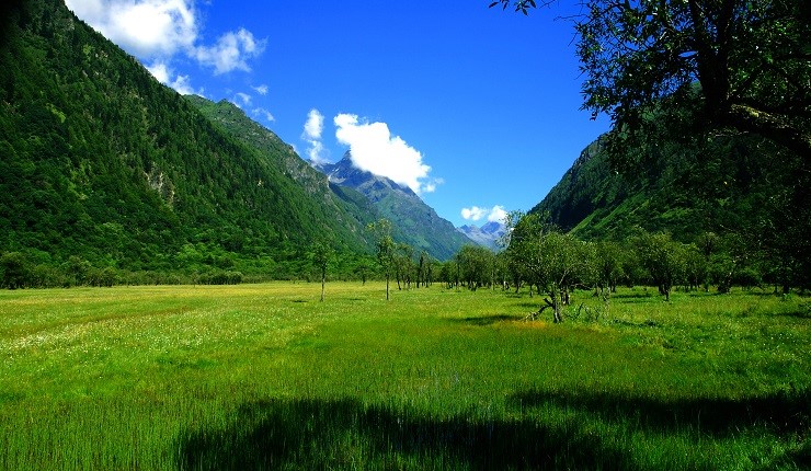 Ginseng-Fruit-Flat-01 Ginseng-Fruit-Flat-01